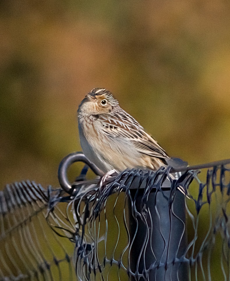 イナゴヒメドリ - ML644327133