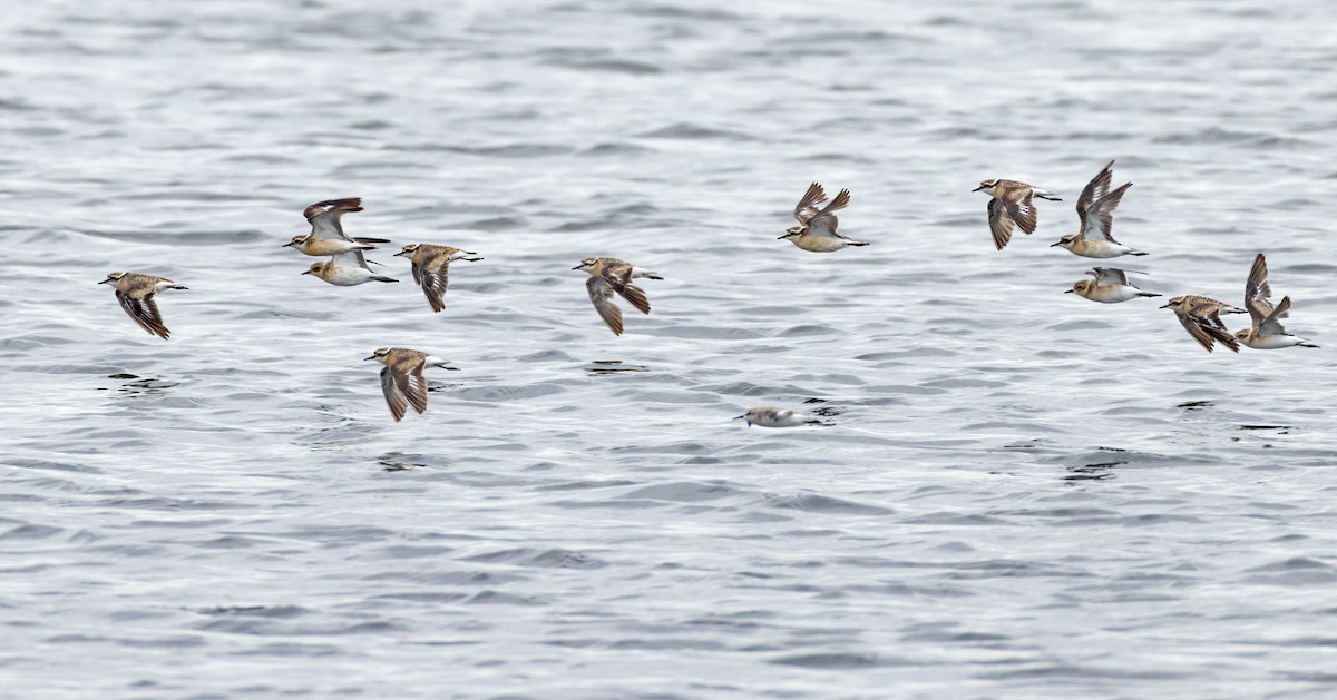 Chorlitejo Pecuario - ML644327134