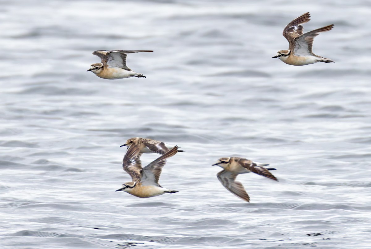 Chorlitejo Pecuario - ML644327135