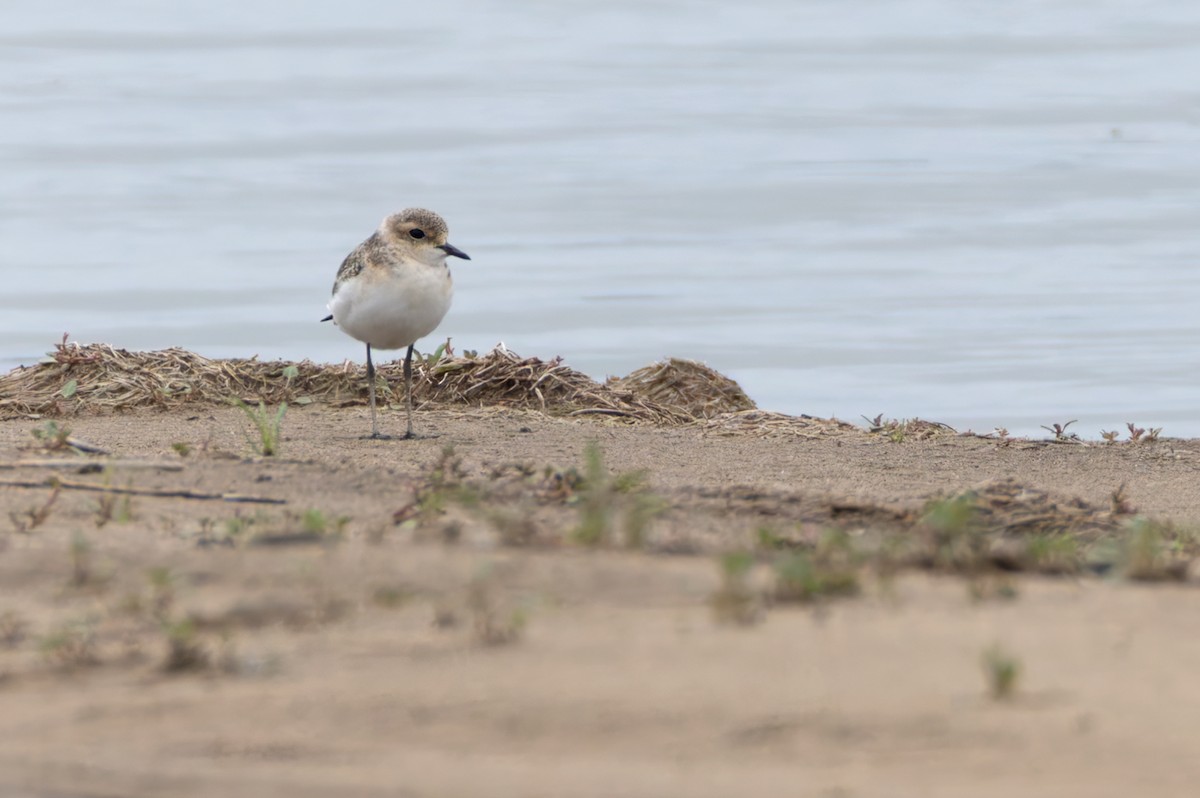 Chorlitejo Pecuario - ML644327136