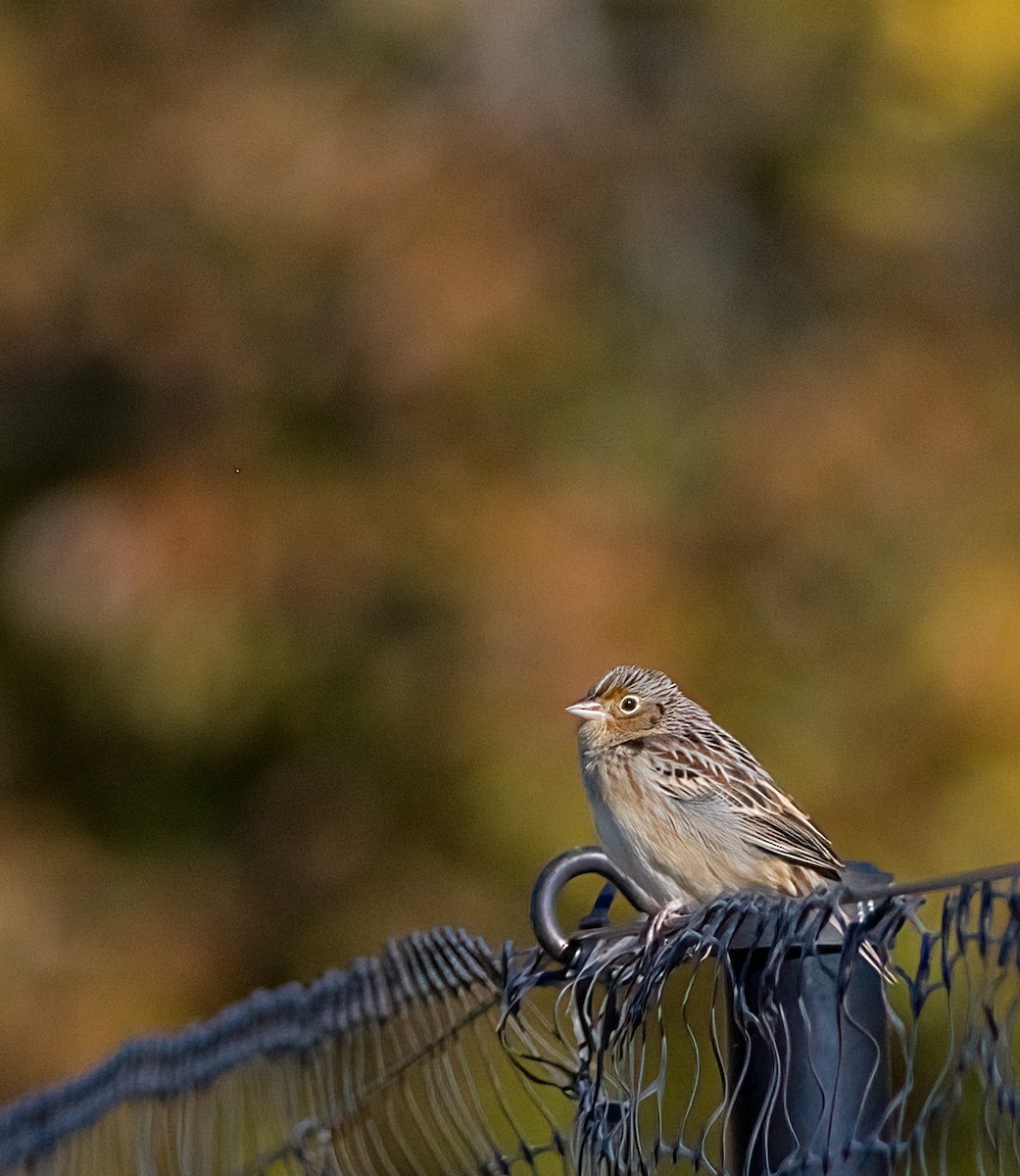 イナゴヒメドリ - ML644327141