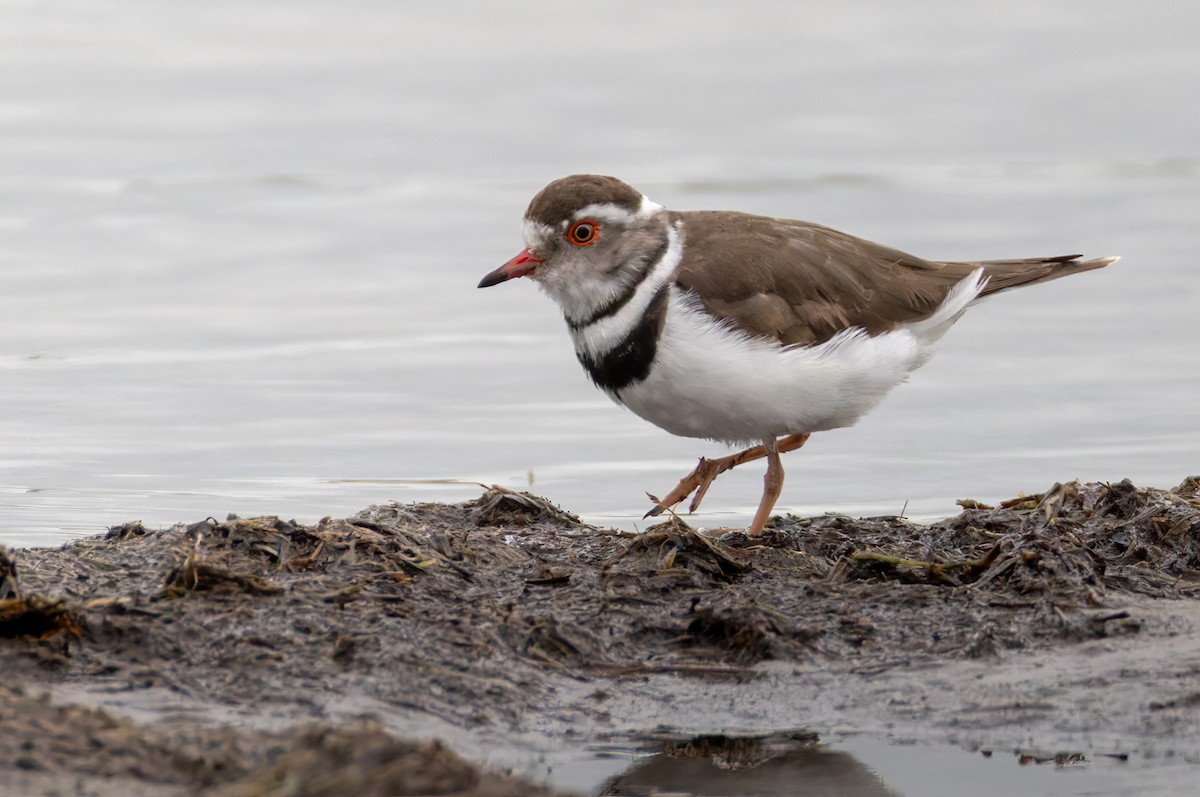 Three-banded Plover - ML644327142