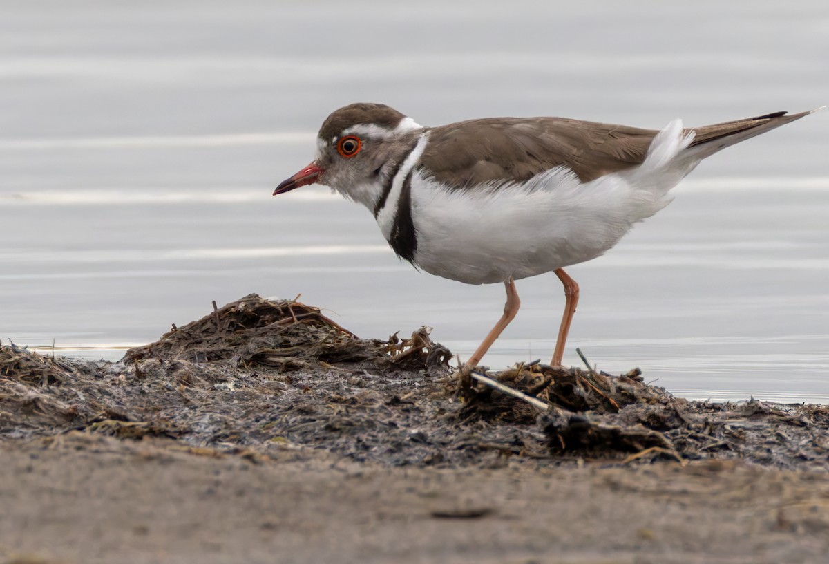Three-banded Plover - ML644327143