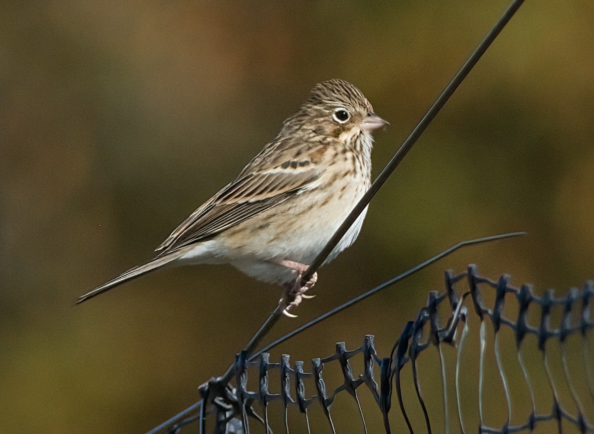 オジロヒメドリ - ML644327150