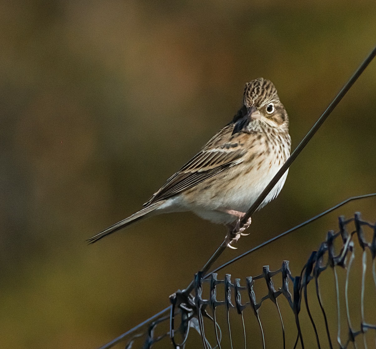 オジロヒメドリ - ML644327151