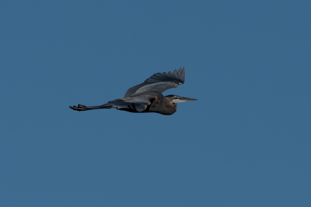 Great Blue Heron - ML644327153