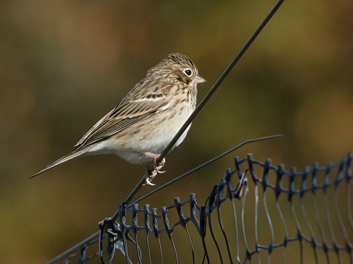 オジロヒメドリ - ML644327156