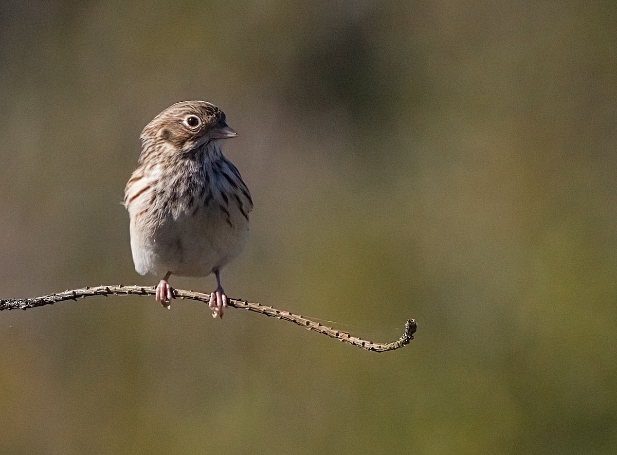 オジロヒメドリ - ML644327158