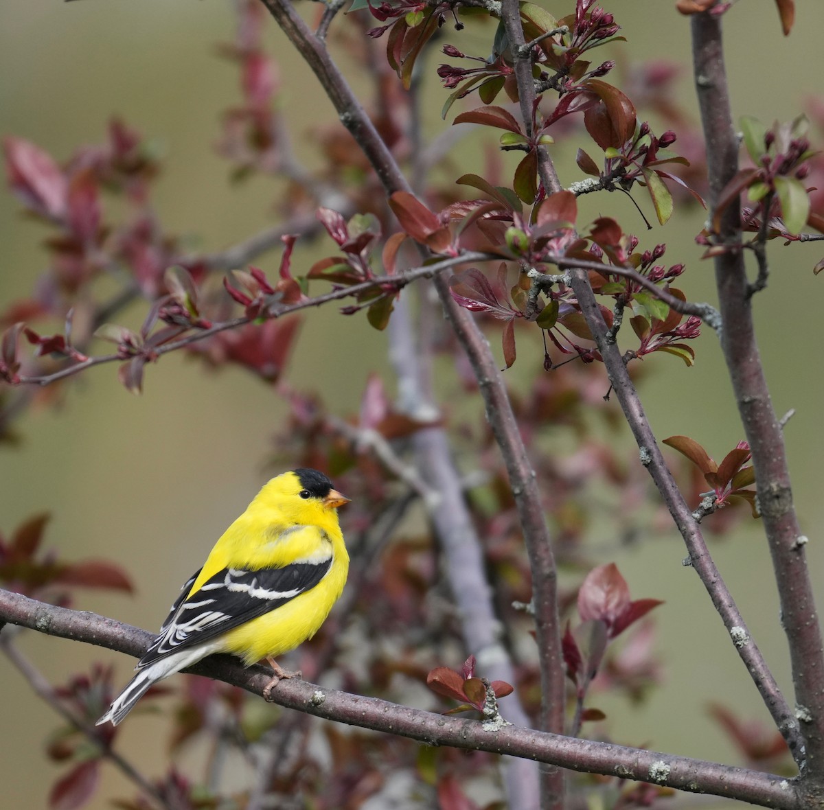 gulstillits - ML644327161