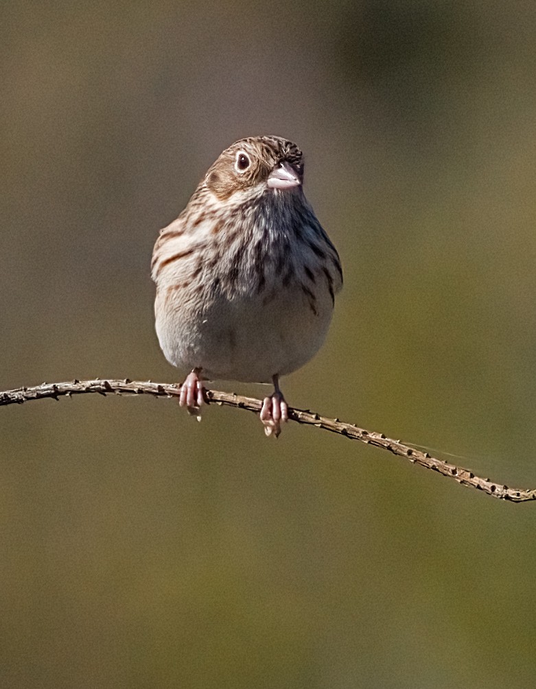 オジロヒメドリ - ML644327162