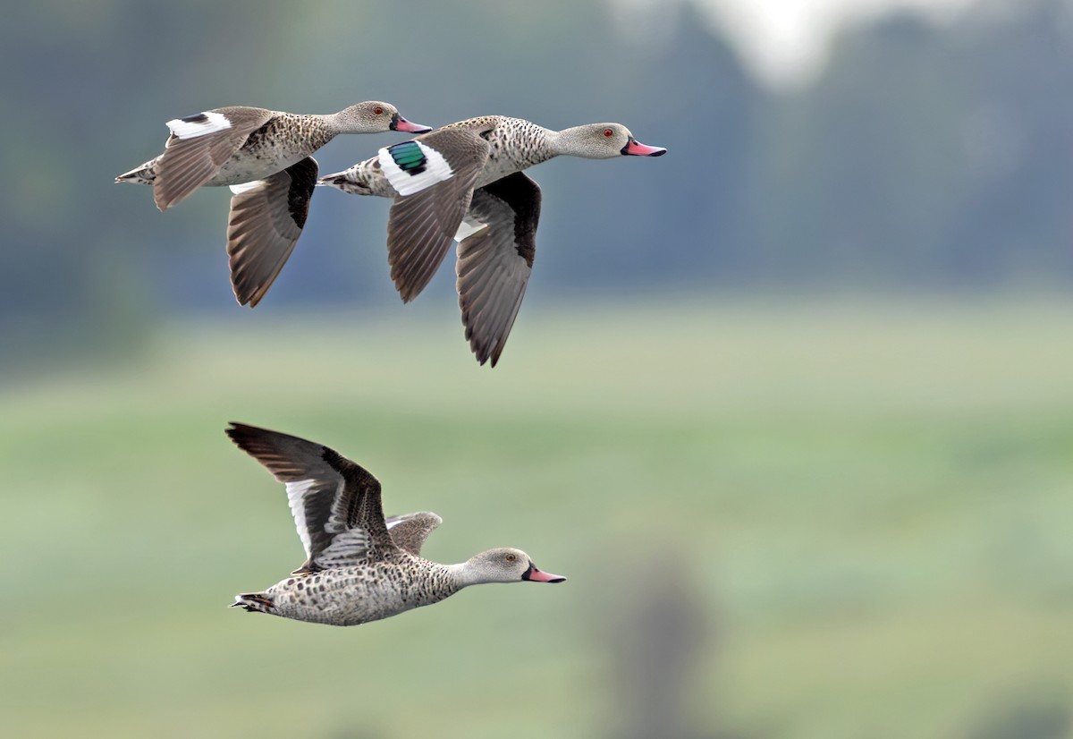 アカハシコガモ - ML644327163