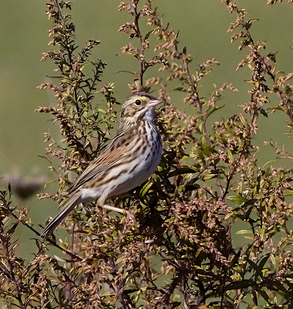 サバンナシトド - ML644327164