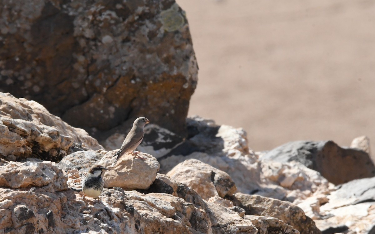 ナキマシコ - ML644327166