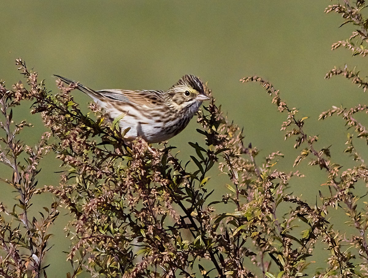 サバンナシトド - ML644327167