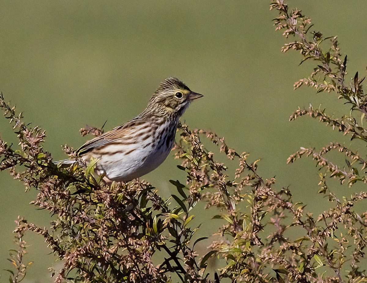 サバンナシトド - ML644327169