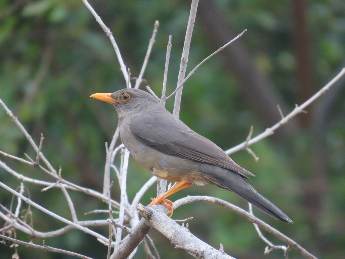 Karoo Thrush - ML644327172
