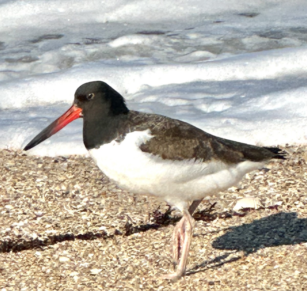 American Oystercatcher - ML644327187