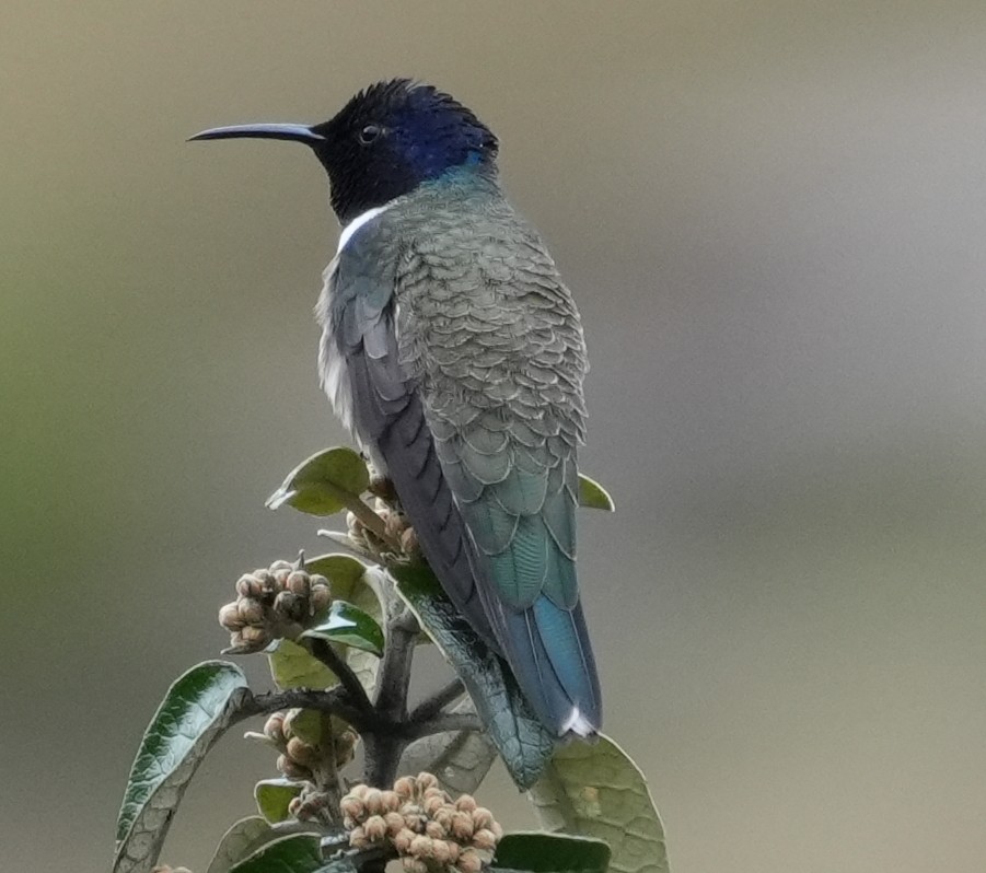 Ecuadorian Hillstar - ML644327202