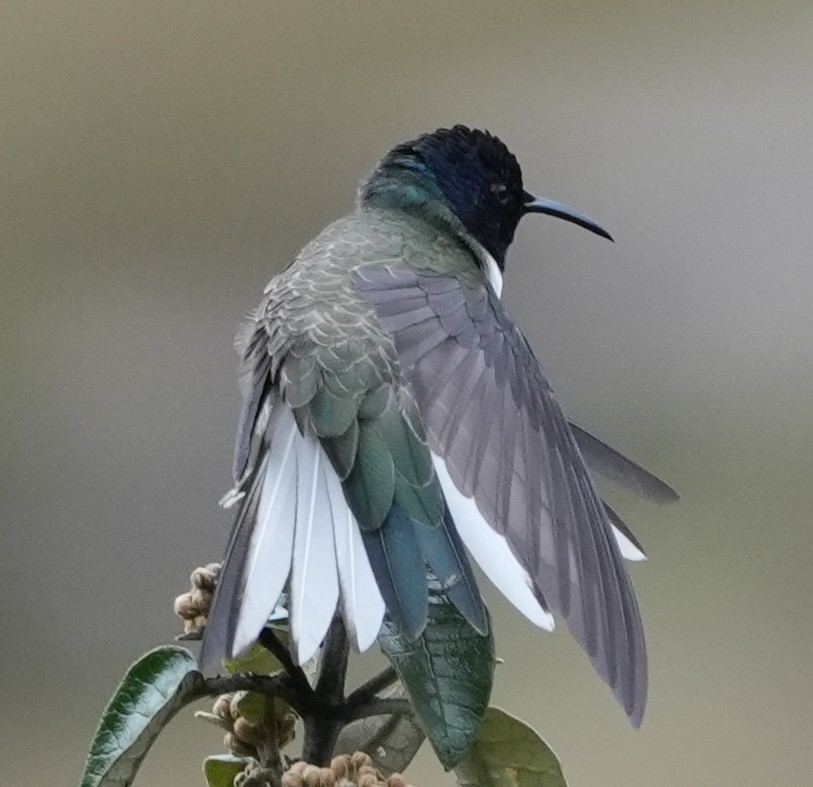 Ecuadorian Hillstar - ML644327203