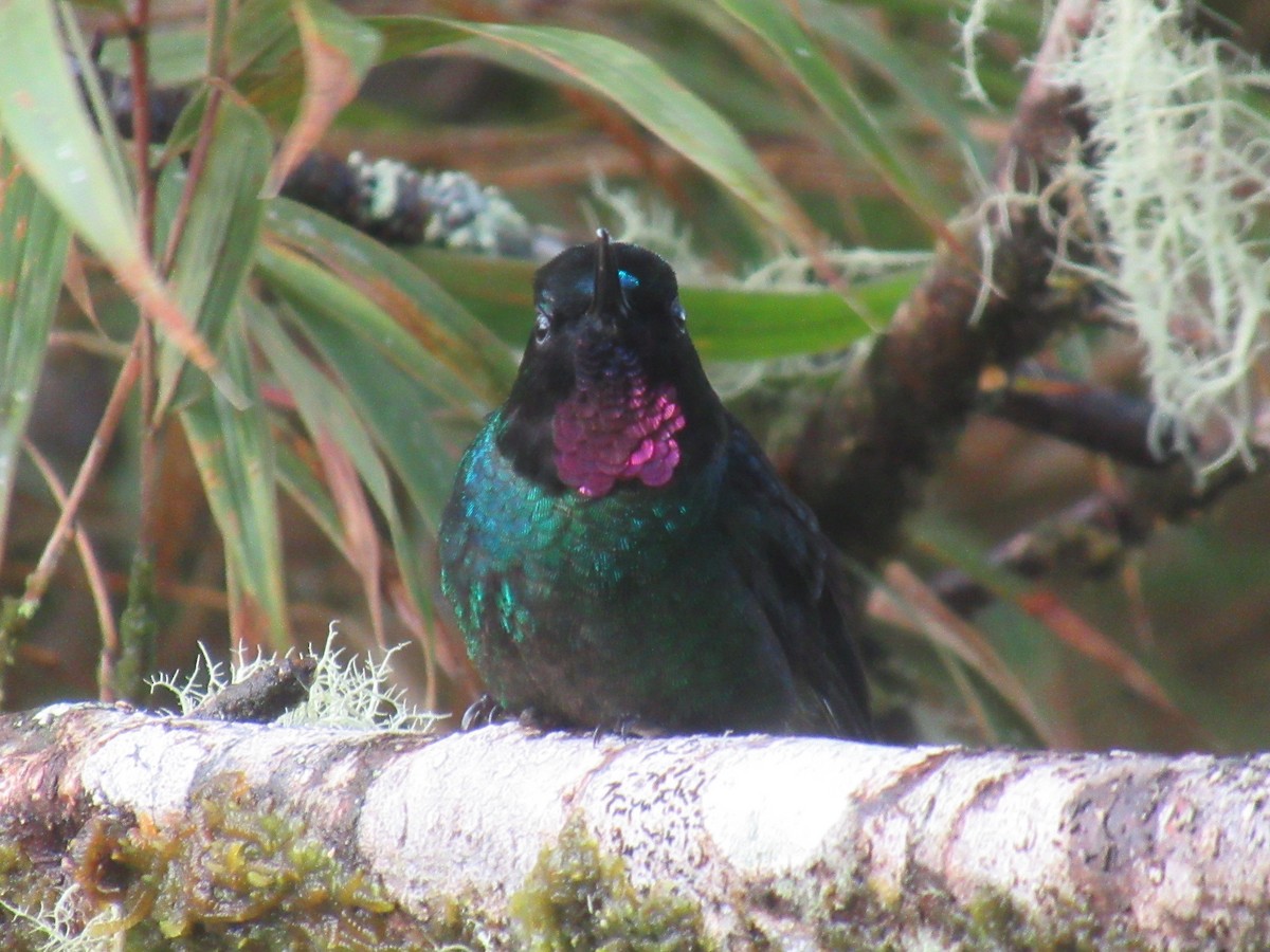 Tourmaline Sunangel - ML644327207