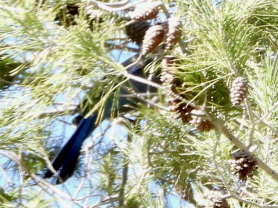 Steller's Jay - ML644327212