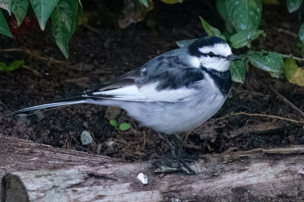 White Wagtail - ML644327228