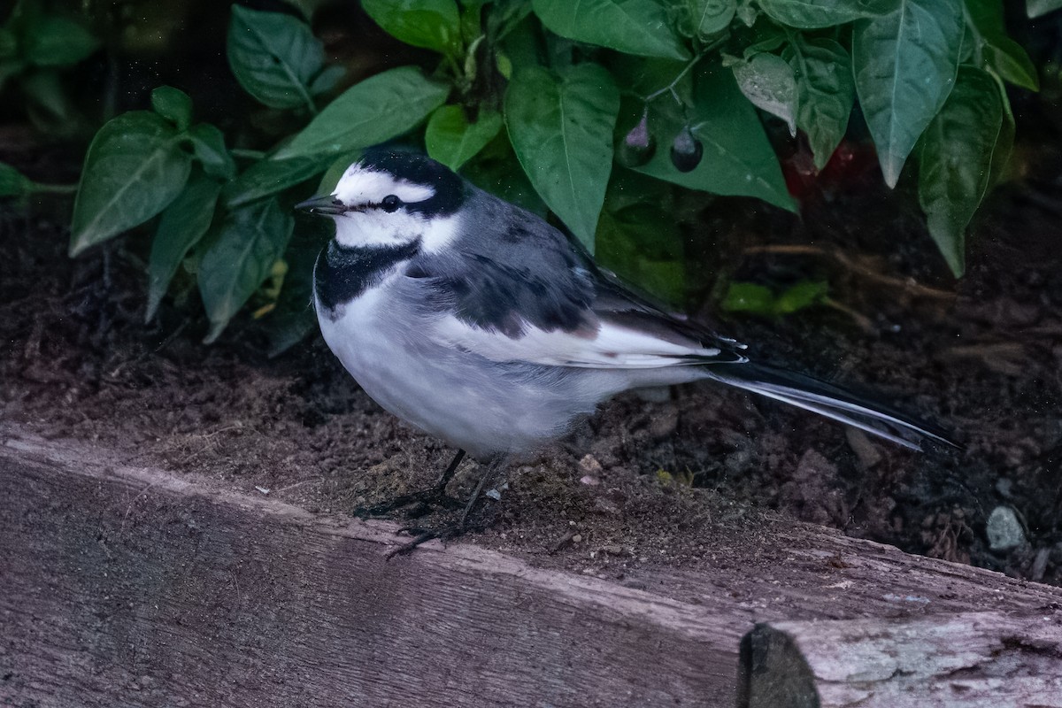 White Wagtail - ML644327229