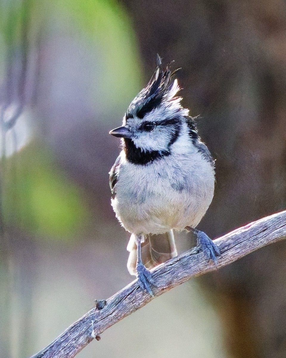 Mésange arlequin - ML644327231
