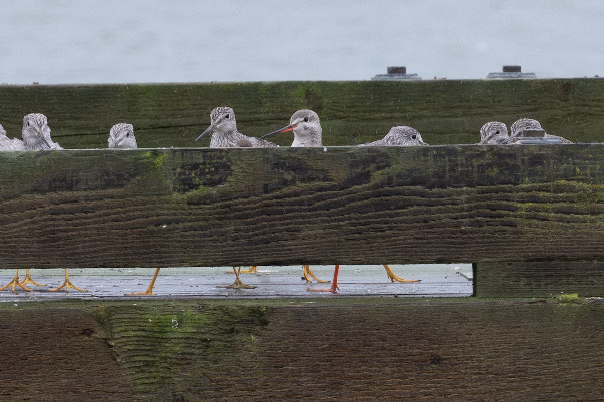 Spotted Redshank - ML644327242