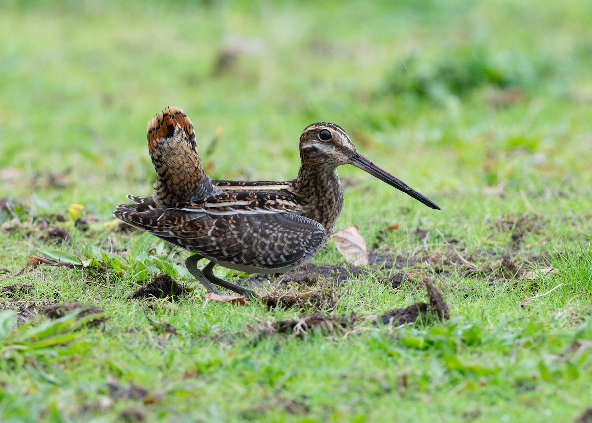Wilson's Snipe - ML644327249
