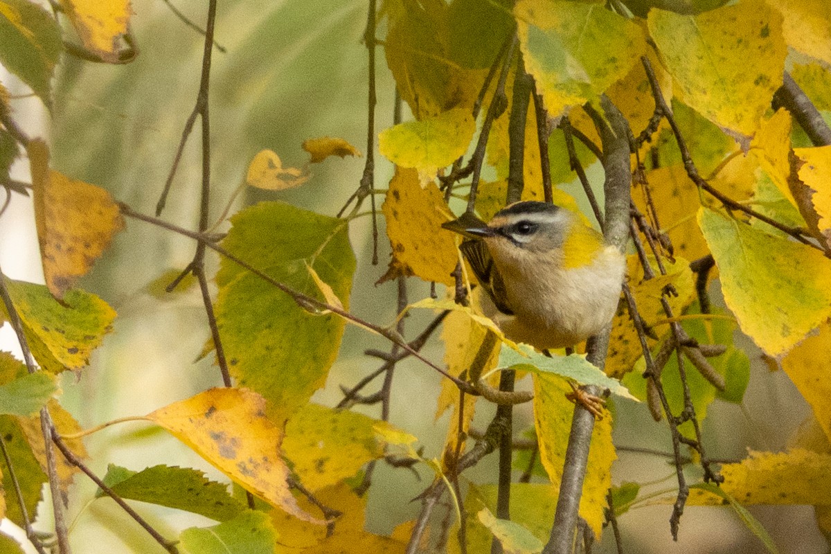 Common Firecrest - ML644327263