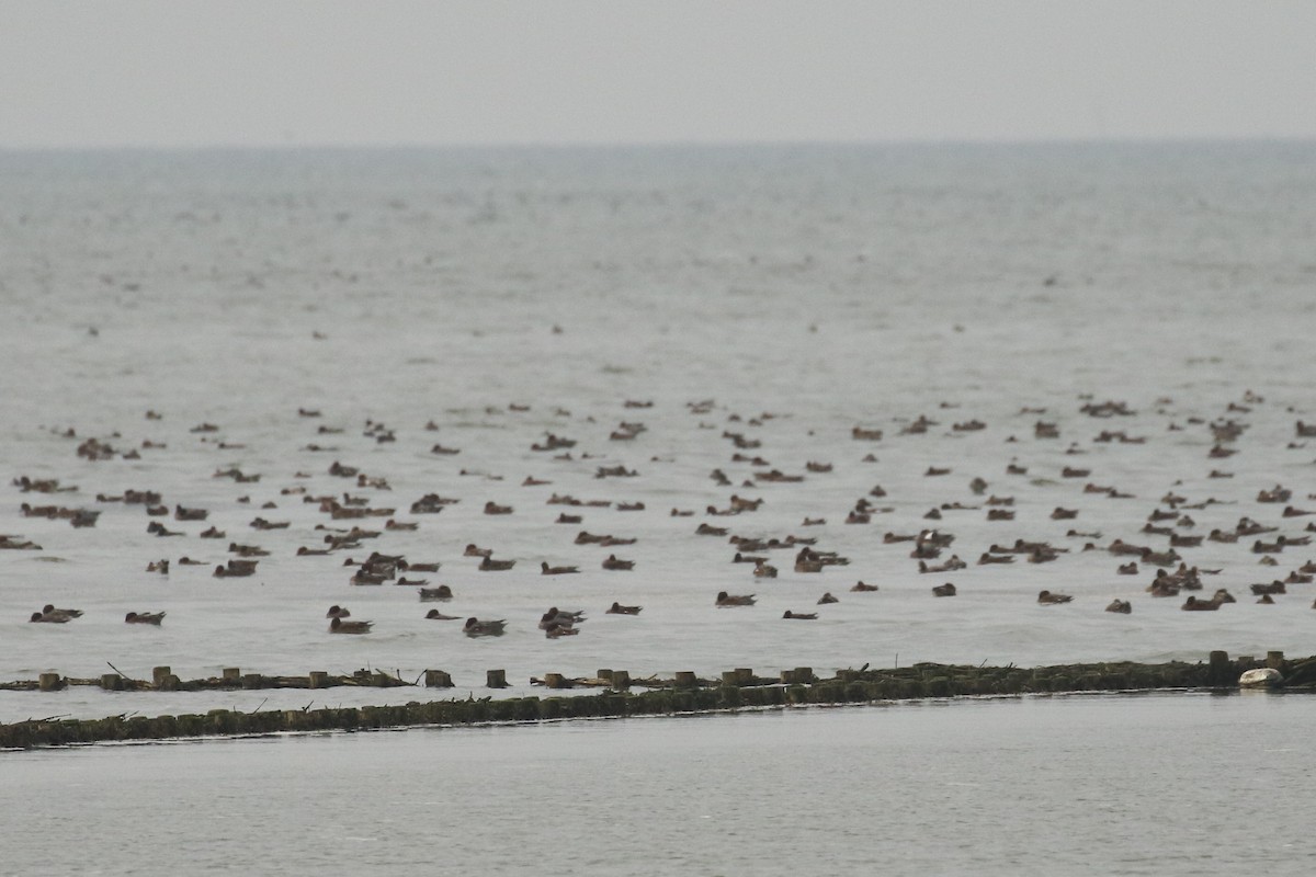 ヒドリガモ - ML644327270