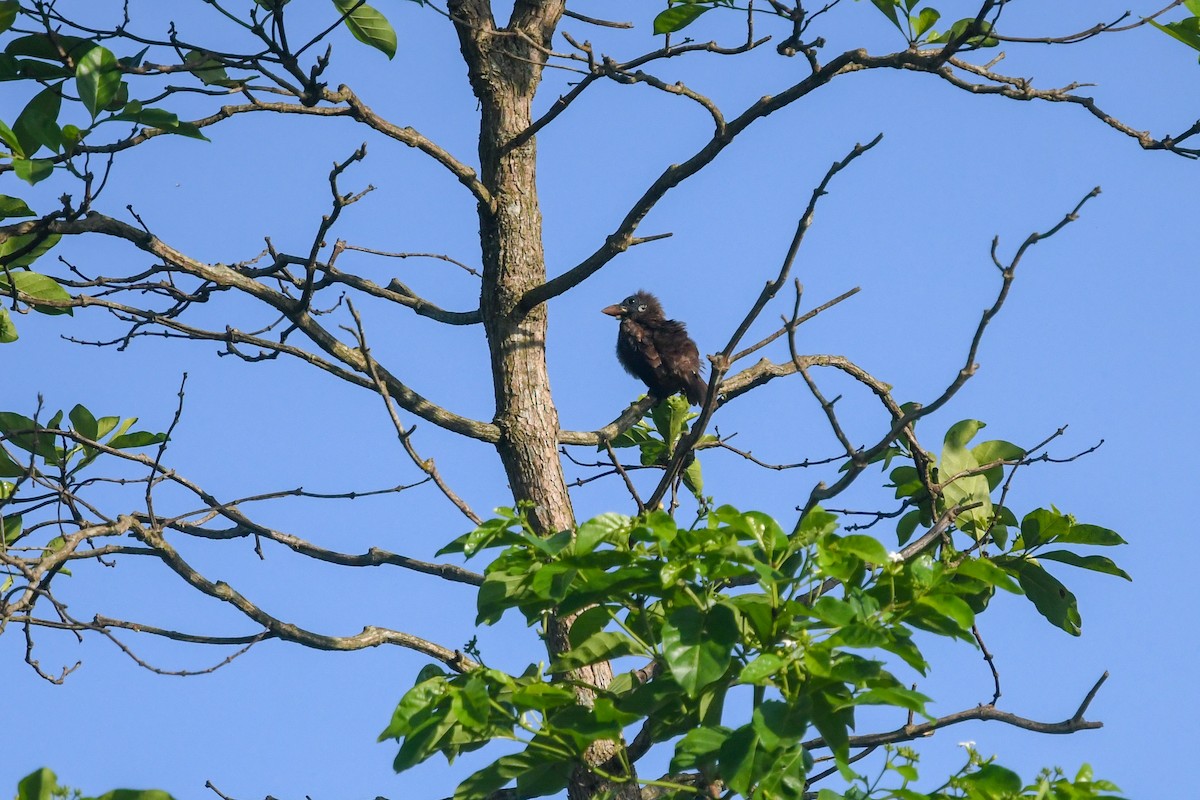 Naked-faced Barbet - ML644327276