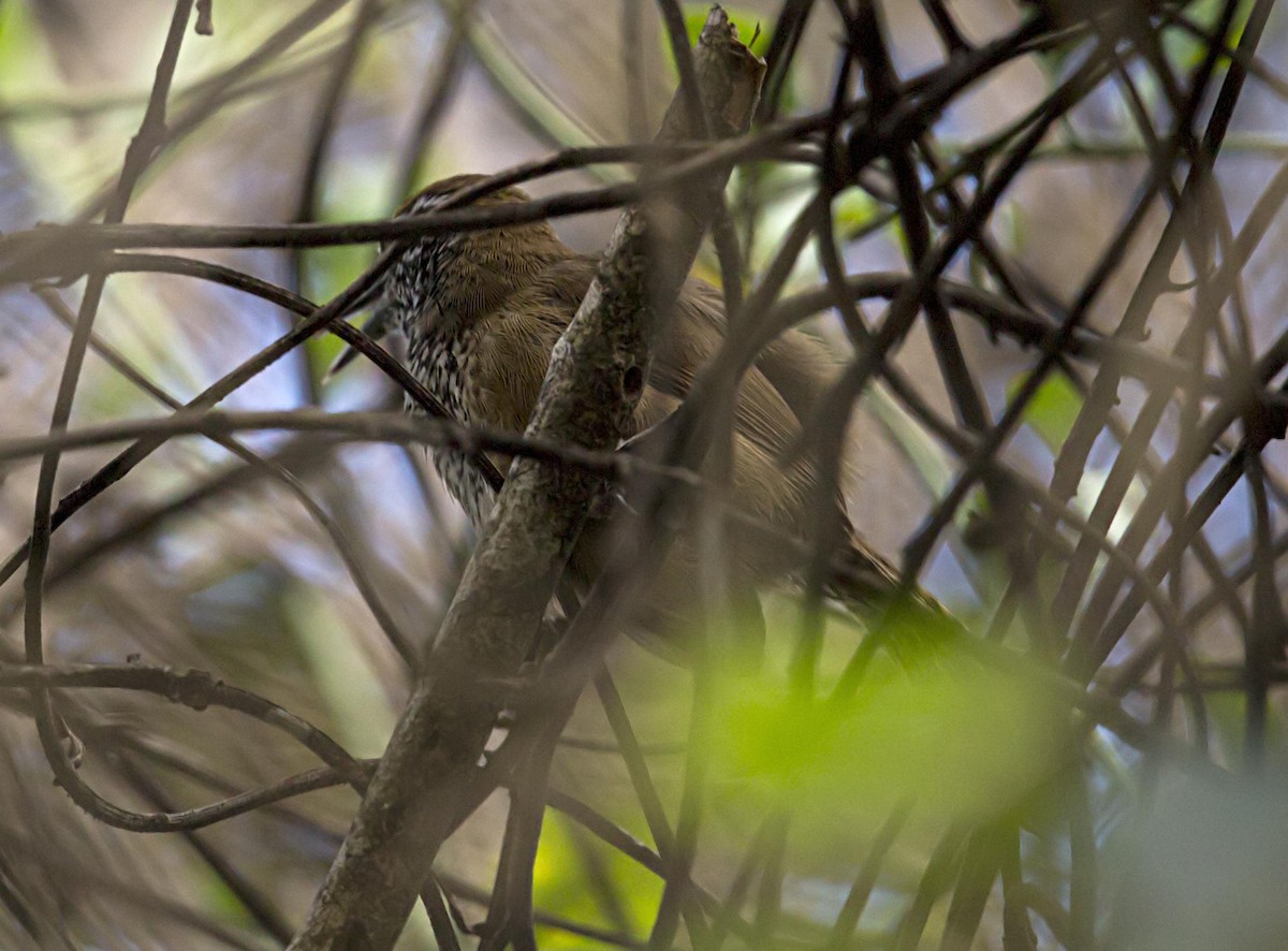 Troglodyte à poitrine tachetée - ML644327280