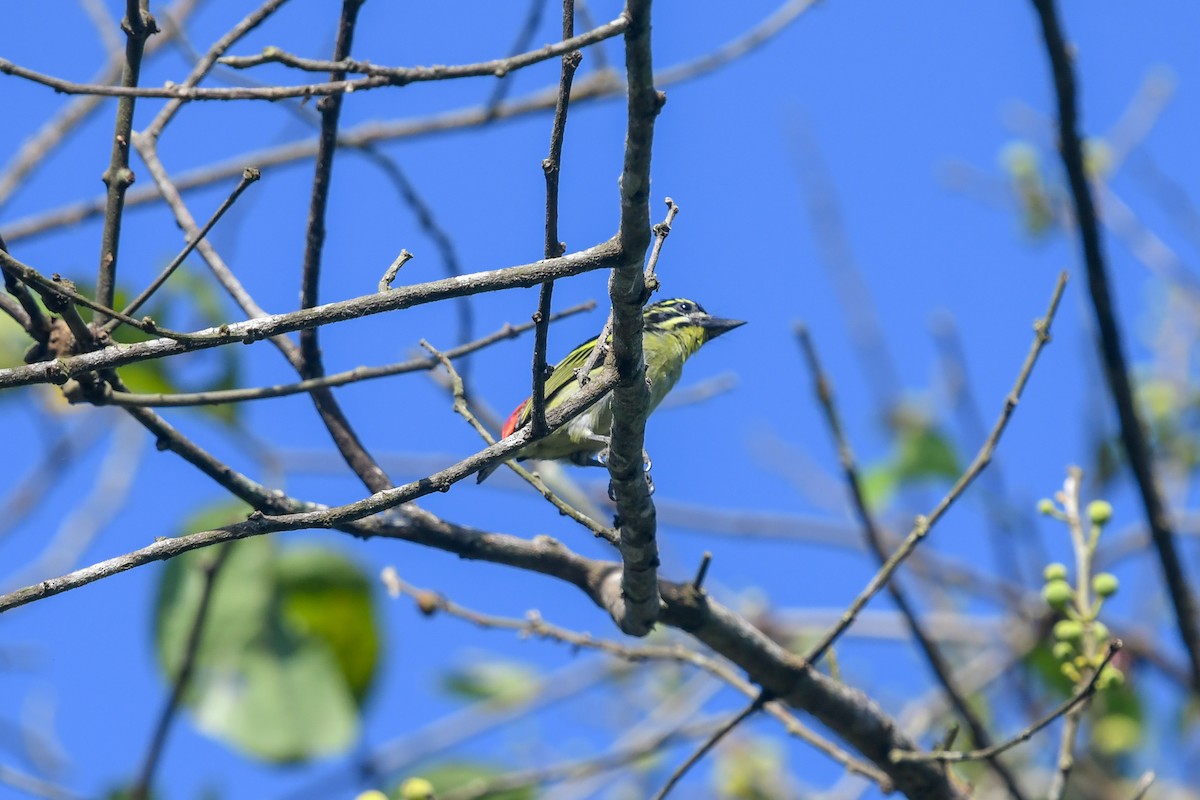 Red-rumped Tinkerbird - ML644327288