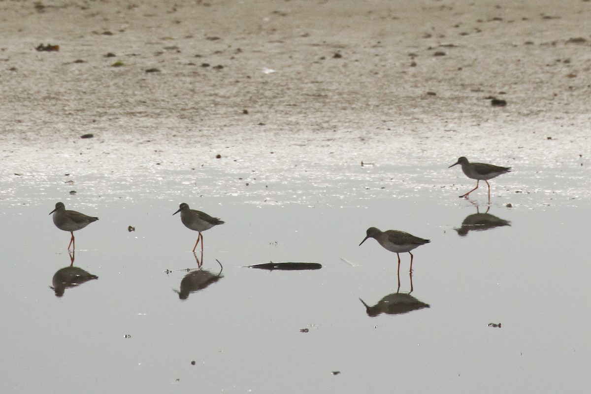 アカアシシギ - ML644327299