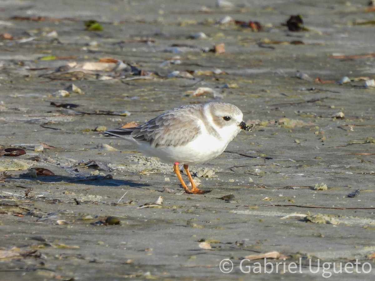 Flötenregenpfeifer - ML644327303