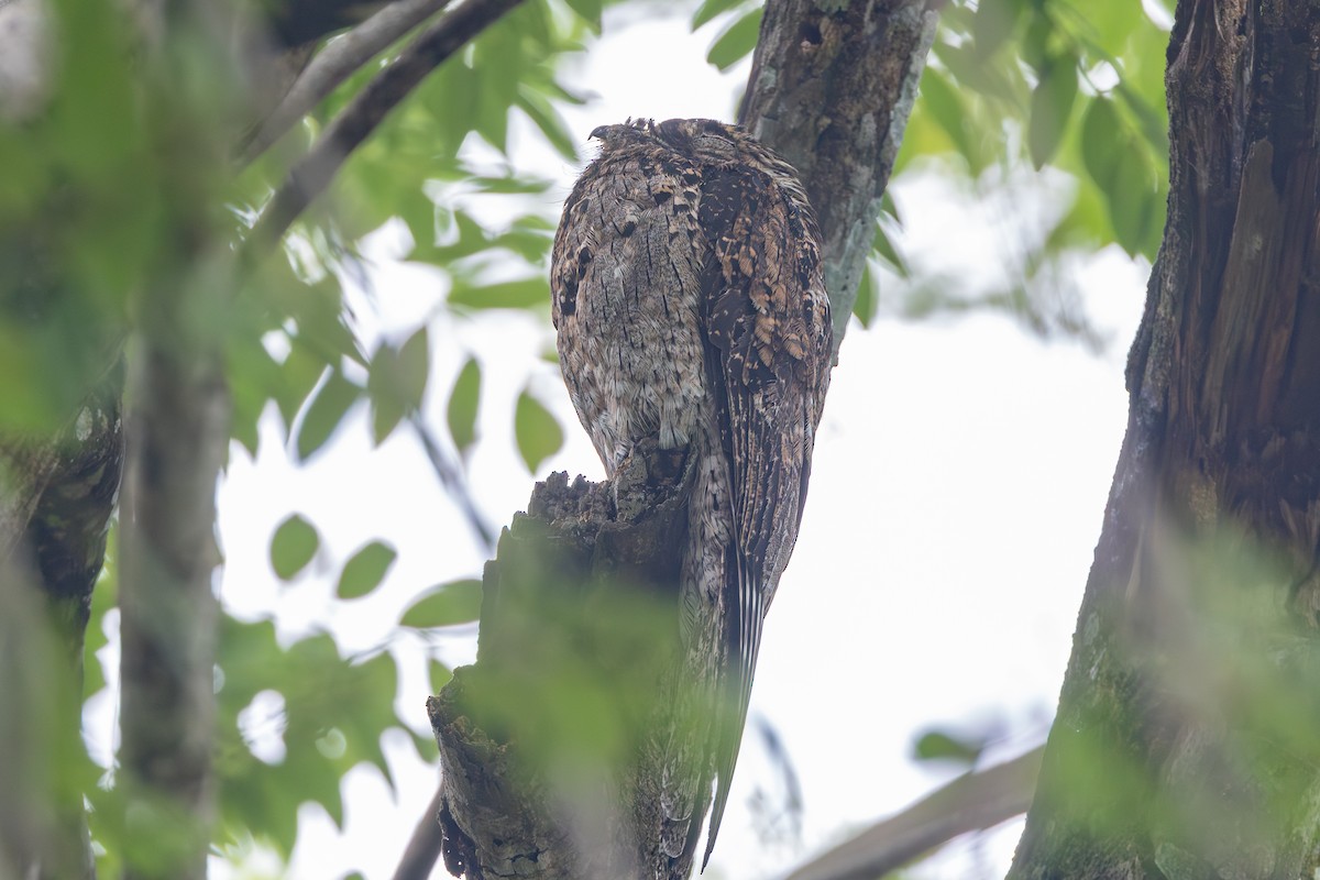 Ibijau gris - ML644327312