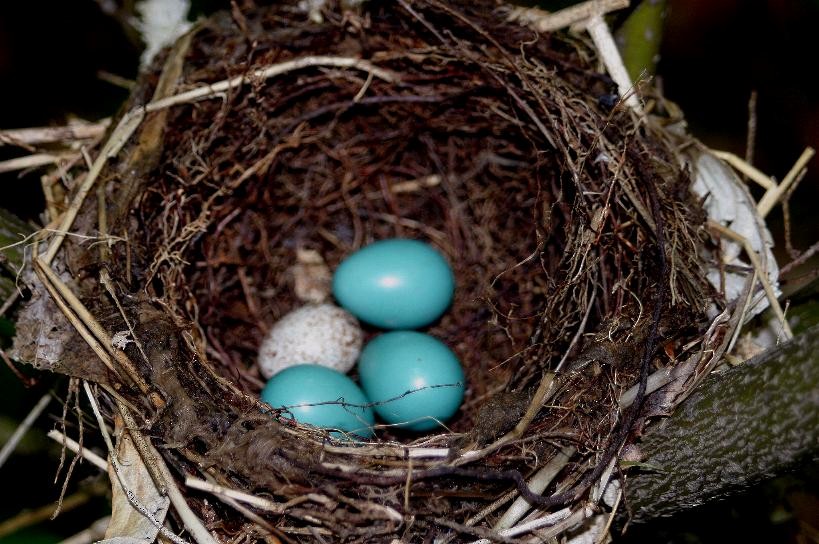 Wood Thrush - ML644327323