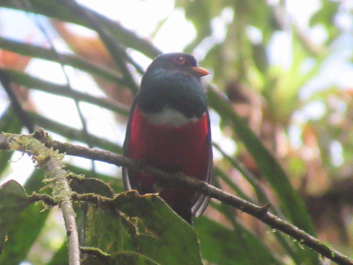 Trogon masqué - ML644327340