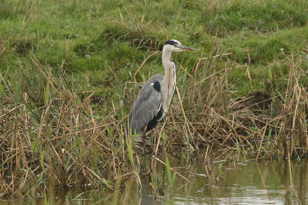 アオサギ - ML644327348