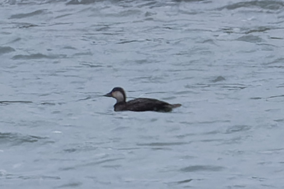 Black Scoter - ML644327386