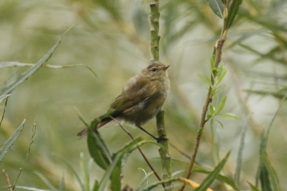 チフチャフ - ML644327389