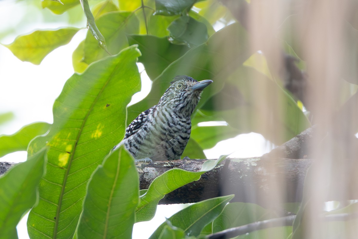 Чернополосый колючник - ML644327402