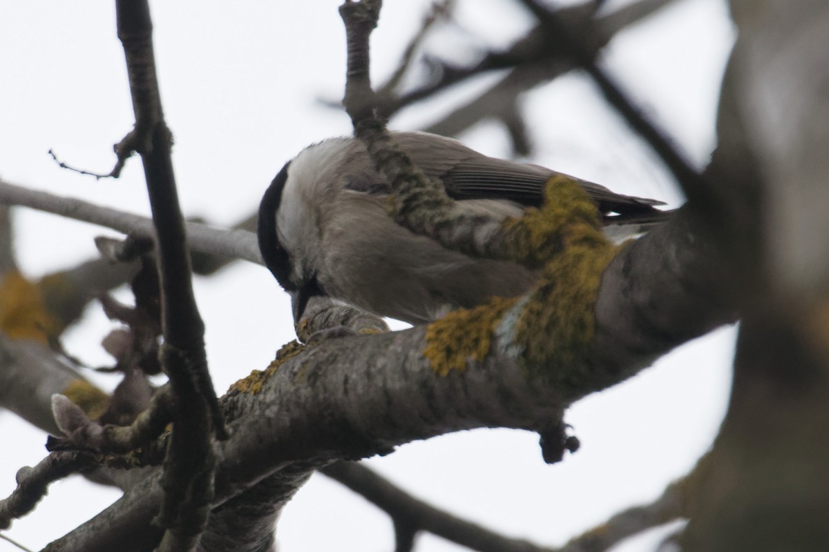 Marsh Tit - ML644327405