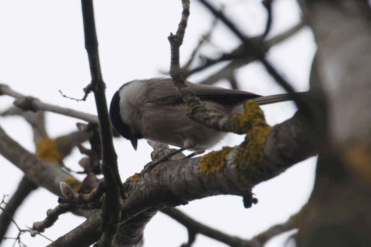 Marsh Tit - ML644327410