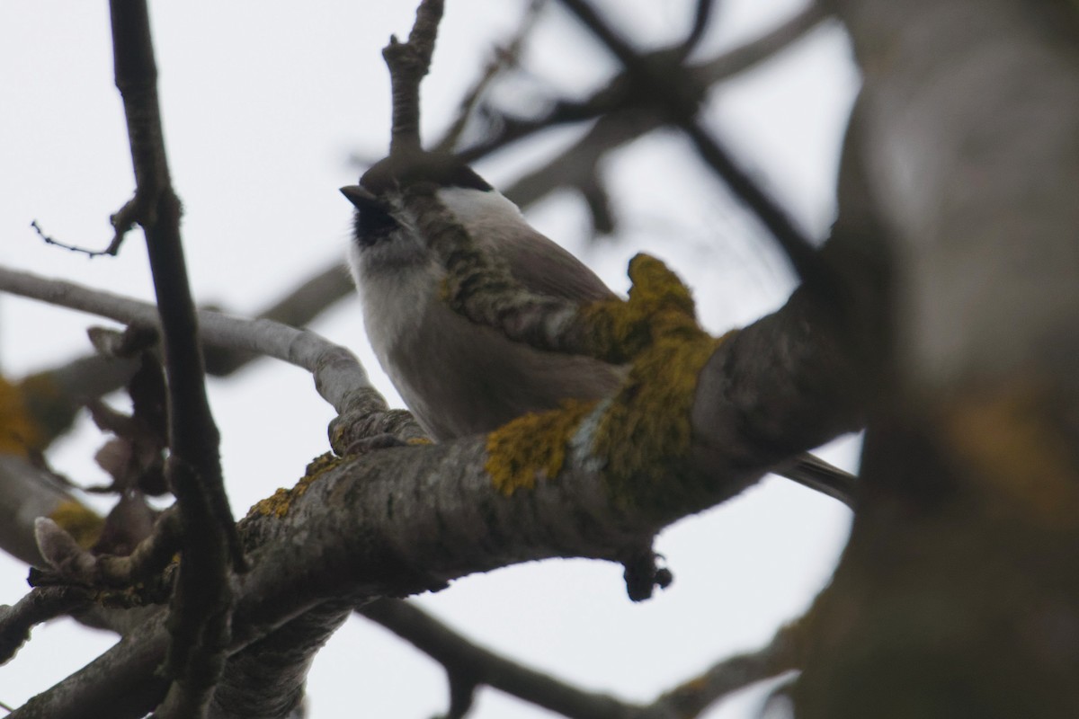 Marsh Tit - ML644327417