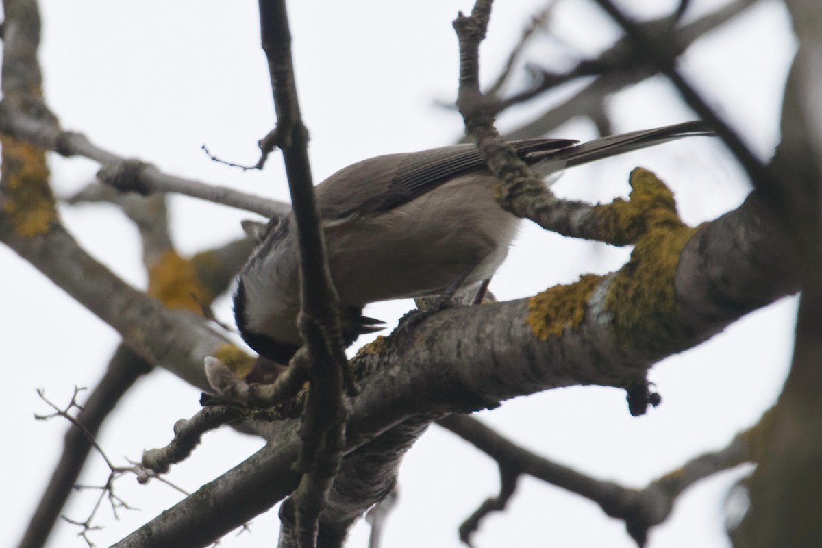 Marsh Tit - ML644327420