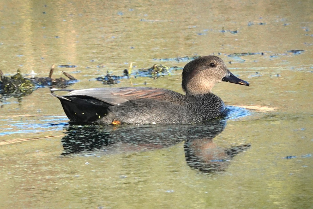 Ipar-ahatea - ML644327425