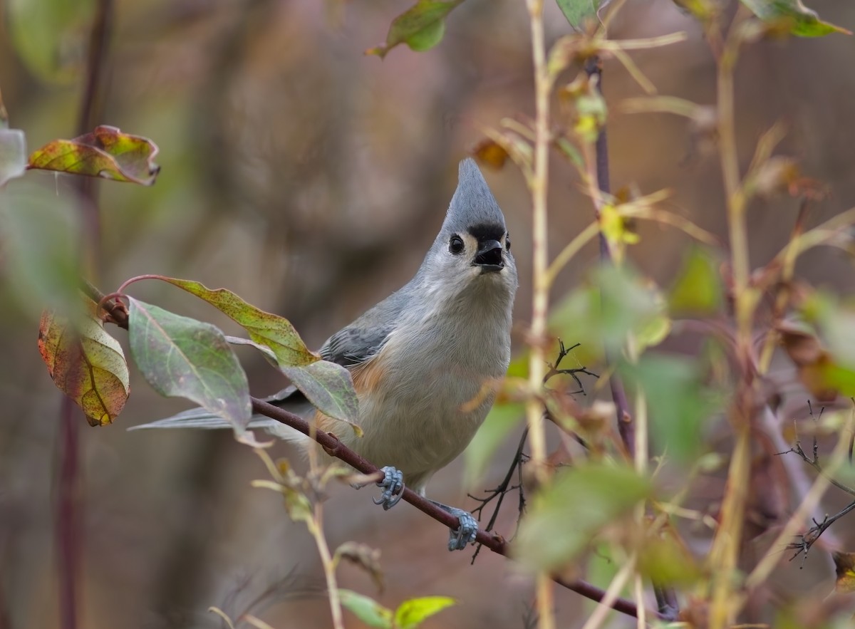 Tufted Titmouse - ML644327431